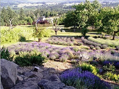 Victoria's Lavender Linen Spray - Aromatherapy Pillow Mist & Linen Spray, Soothing Lavender Essential Oil for Bed & Pillow Comfort, Ideal Holiday Gift, Handmade in Oregon, Made in USA (3 Pack 8 oz)